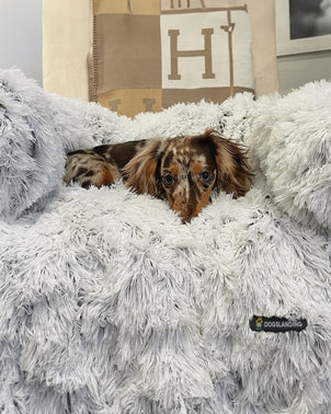 Dogslanding™ Calming Furniture Protector (Advanced Edition) - HPBS