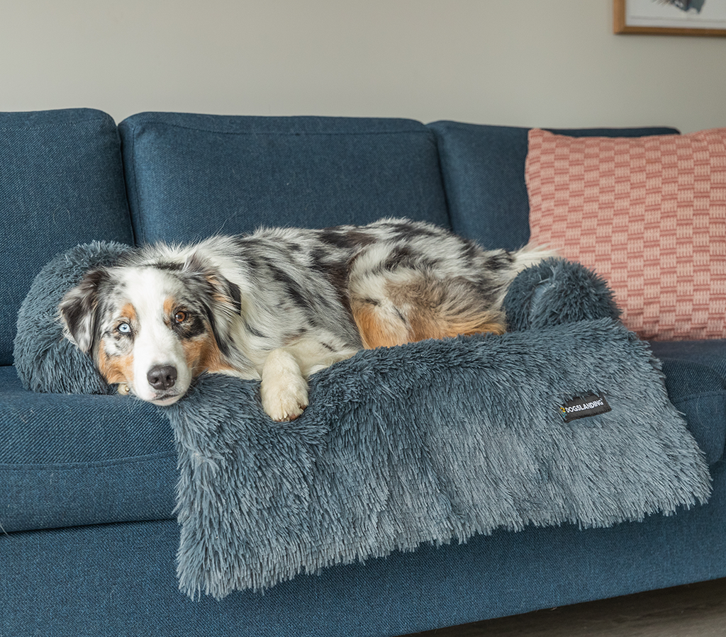 How to Create a Calm Environment for Anxious Dogs (With or Without Our Products)