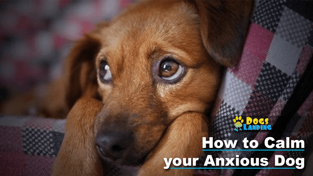 How to Calm Your Anxious Dog